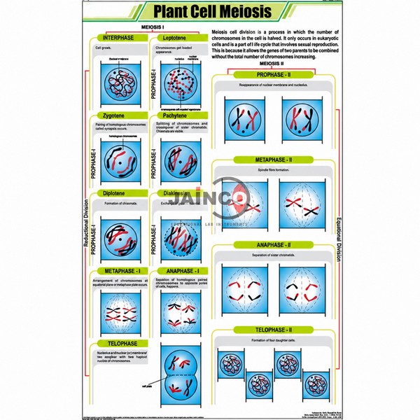 Plant Cell Meiosis Chart